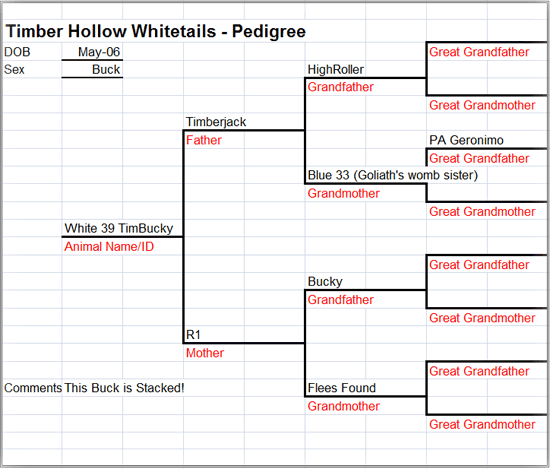 TimBucky Pedigree