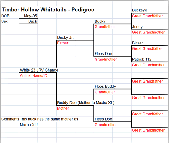 Chance's Pedigree