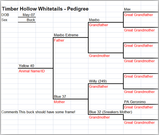 ExtremeSneakers' Pedigree